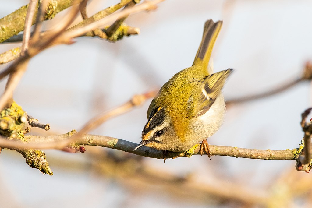 Entretien pompe à chaleur Franconville